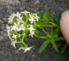 Galium mollugo