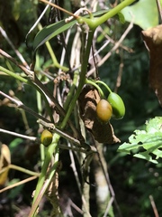 Cayaponia americana