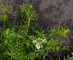 Galium mollugo