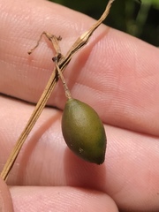 Cayaponia americana