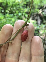 Cayaponia americana