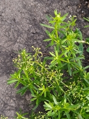 Galium mollugo