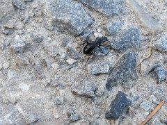 Pterostichus madidus