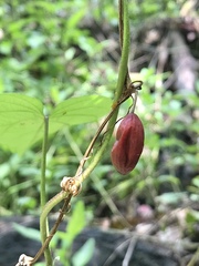 Cayaponia americana