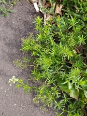 Galium mollugo