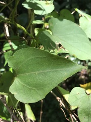 Cayaponia americana