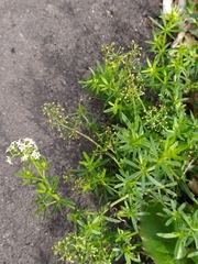 Galium mollugo