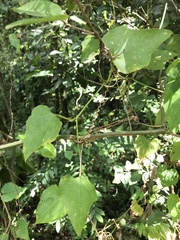 Cayaponia americana