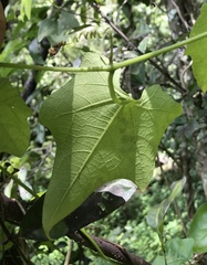 Cayaponia americana