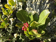 Searsia laevigata laevigata