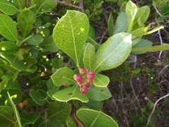 Searsia laevigata laevigata
