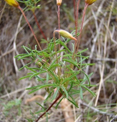 Oxalis capillacea