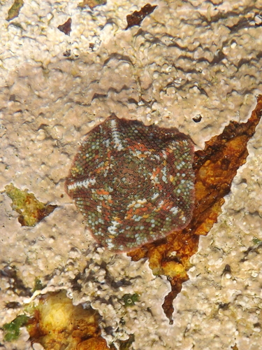 Parvulastra exigua