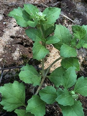 Acanthospermum australe