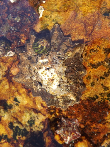 Cymbula oculus