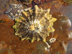 Cymbula oculus