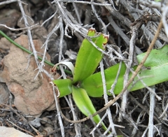 Chlorophytum crispum