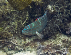 Pseudolabrus