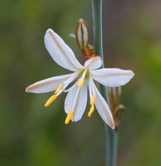 Chlorophytum crispum