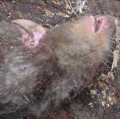 Chlorotalpa duthieae