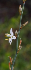 Chlorophytum crispum