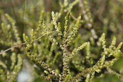 Aspalathus ericifolia