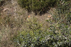 Aspalathus ericifolia