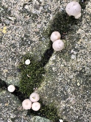 Coprinellus disseminatus