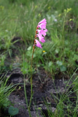 Watsonia mtamvunae