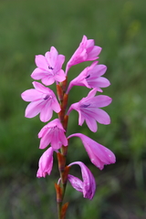 Watsonia mtamvunae