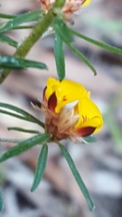 Pultenaea rosmarinifolia