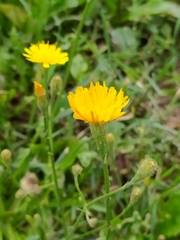 Scorzoneroides autumnalis