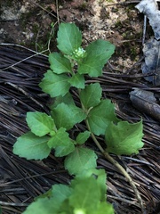 Acanthospermum australe