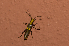 Paramaronius gounellei