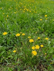 Scorzoneroides autumnalis