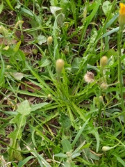 Scorzoneroides autumnalis