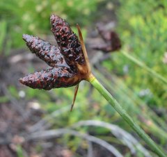 Hellmuthia membranacea