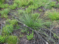 Hellmuthia membranacea