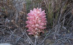 Hyobanche robusta