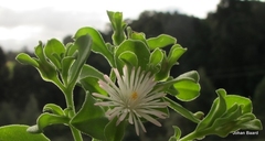 Mesembryanthemum aitonis