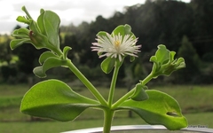 Mesembryanthemum aitonis