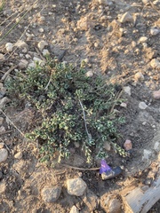 Penstemon caespitosus desertipicti