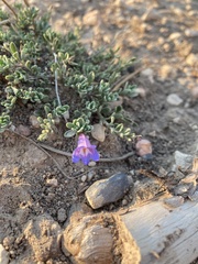 Penstemon caespitosus desertipicti
