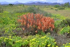 Gonialoe variegata