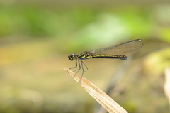 Libellago andamanensis