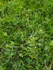 Capsella bursa-pastoris