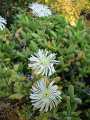 Delosperma calitzdorpense