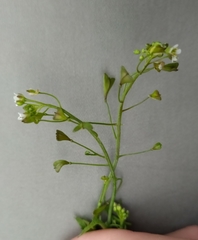 Capsella bursa-pastoris
