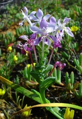 Lapeirousia pyramidalis pyramidalis