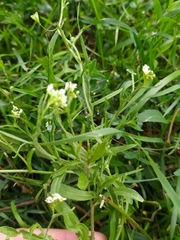 Capsella bursa-pastoris